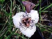 Moraea atropunctata